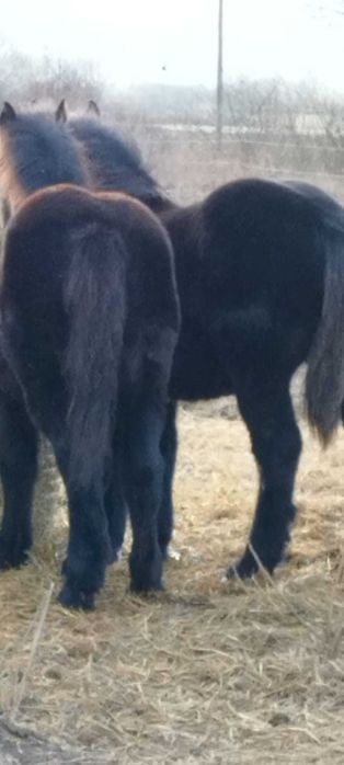 Vând iepe, armăsari, mânji.