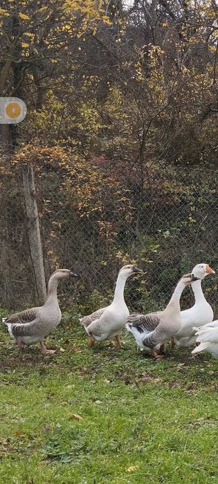 Продавам семейство лебедови гъски