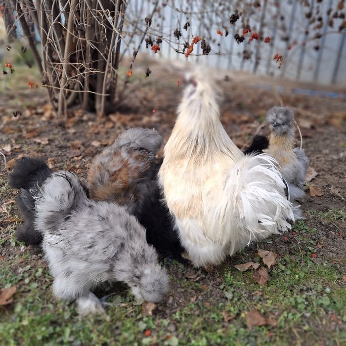 Куры китайские шёлковые