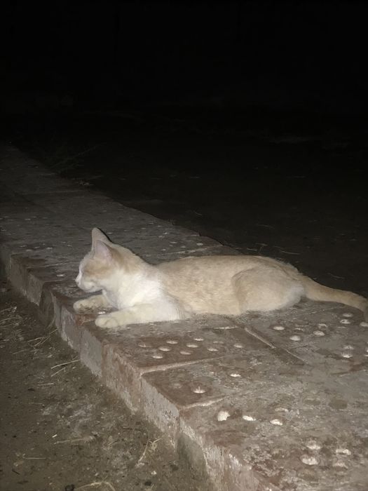 Отдам даром котят и маму