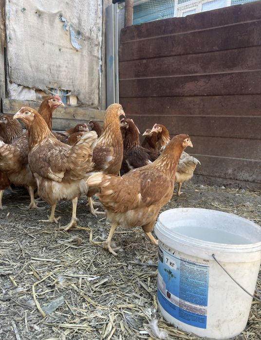 Продам кур и цыплят несушки