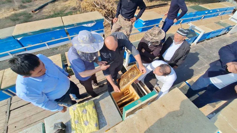 Зомин тоғ асали тозаси