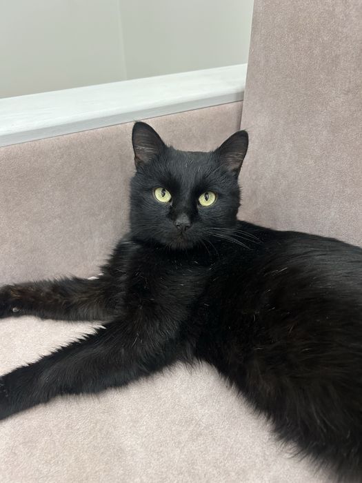 Кот кот кот кот кот