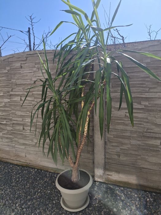 Vând Yucca de casă