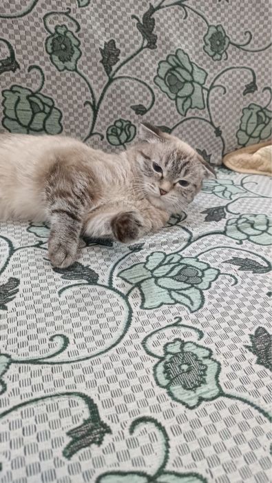 Кошка в добрые руки