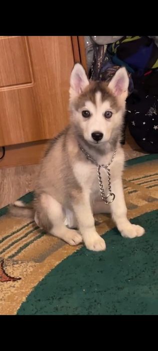 Продаётся сибирский хаски. Мальчик.