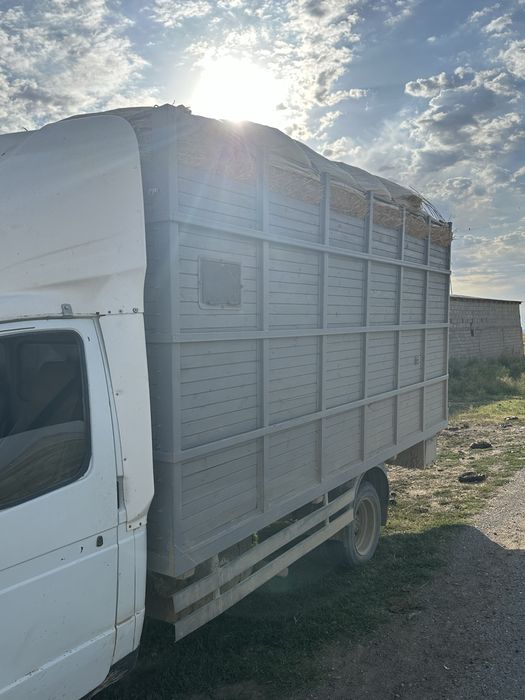 Сабан топан бар майда адемі бидайдыңкы