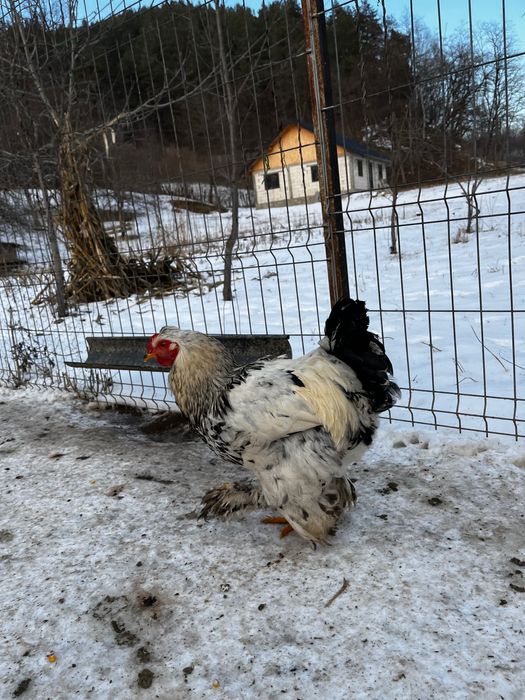 Vând puicuțe,gaini si cocoși de tarat care fac și ouă verzi