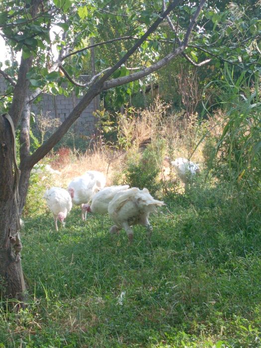 Big 6 kurkalari bor sotiladgon kere bosa tel qilylar kilosi 10 kilo