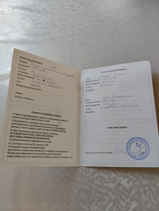 Продам суку Алабая молодая два года