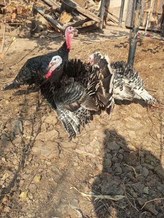 hashaki kurka sotiladi 2 ta horoz 1 yilik