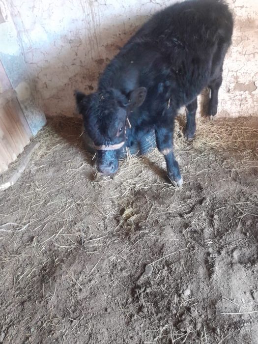 Продается бычок, 7 месяцев сумма 280 000