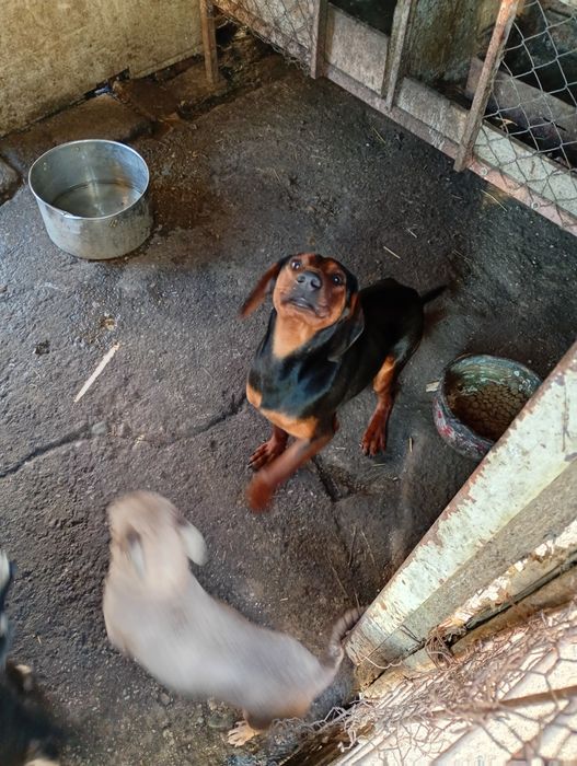 Tekel  vârstă 1 an