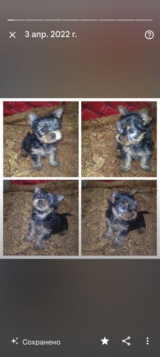 Йоркширский терьер