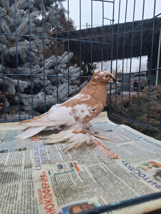 Продам молодого навата 2025