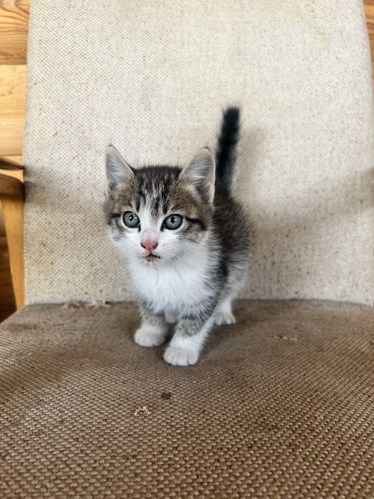 Отдам котят в хорошие руки , мальчик и девочка