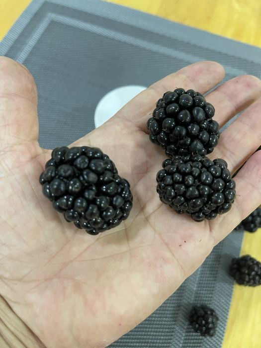 Ежевика сорта Блэк джем , Тройная корона , Астерина