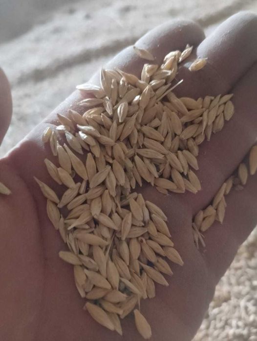 ячмень  продам урожай 2025