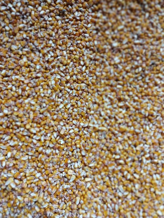 Vând porumb uscat preț 1,2 lei / kg