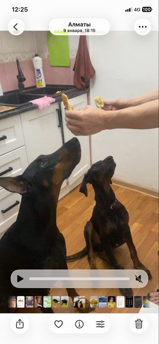 Щенок добермана 6 месяц