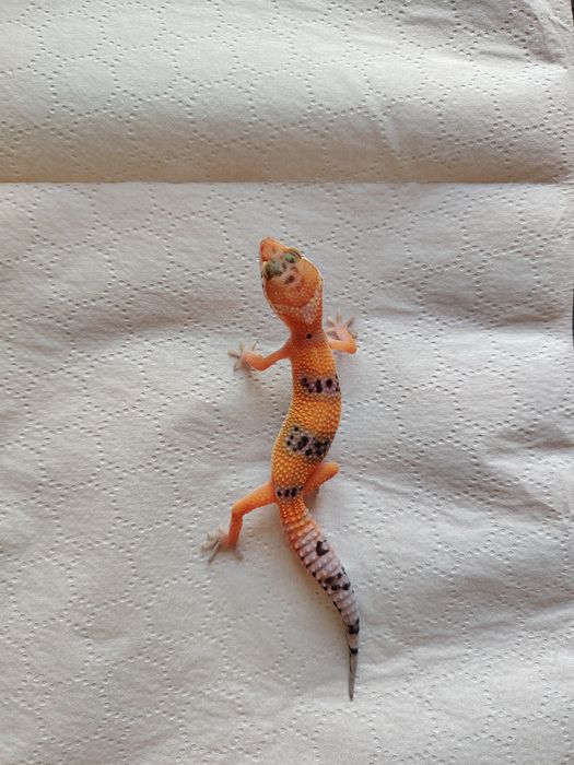 Șopârlă Gecko Leopard