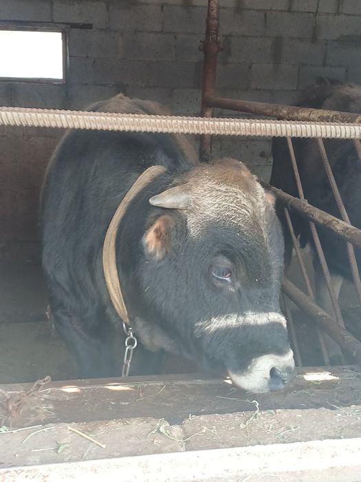 Продам 2 быков стоят на откорме