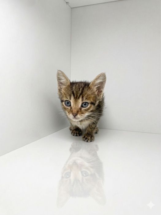Отдам котят  в  добрые руки