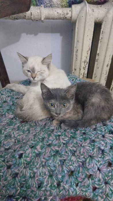 Отдам кошечек  5 месяцев