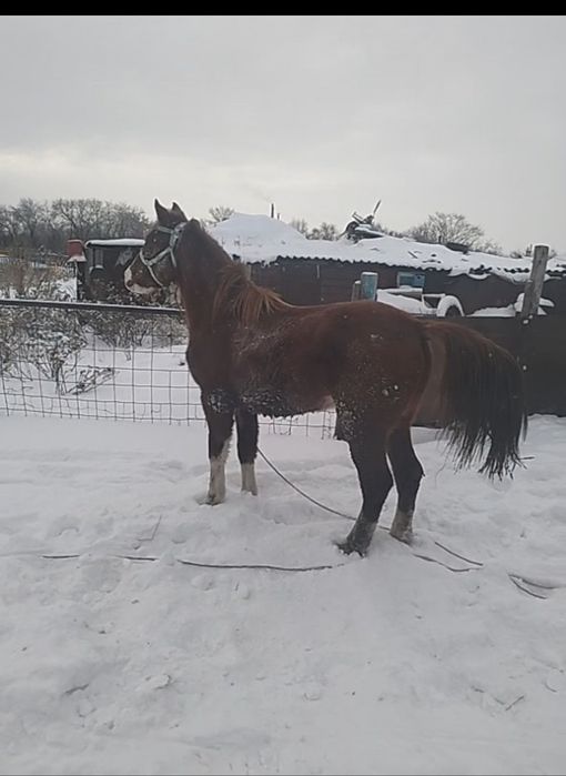 Продам тай привезен с Актобе (Кандыагаш)