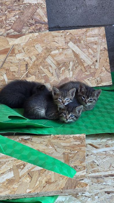 Отдам котят в добрые руки