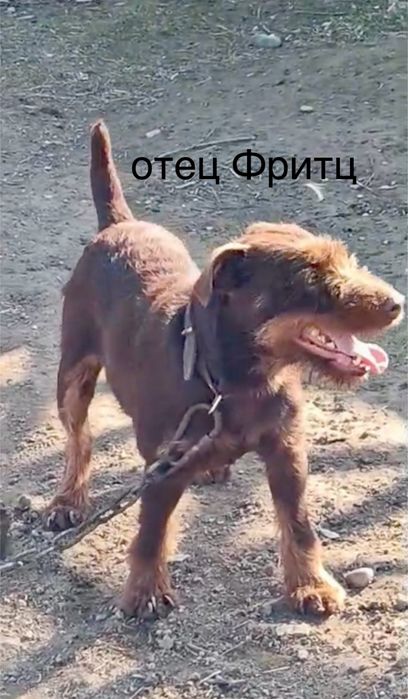 щенок ягдтерьер  шокаладный