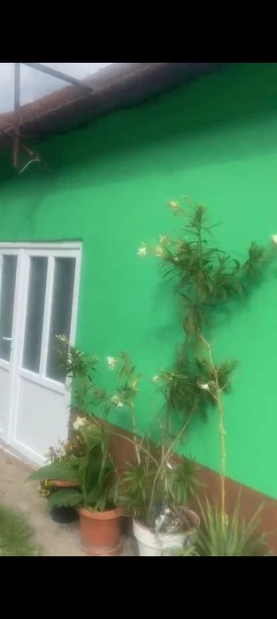 Casa de inchiriat