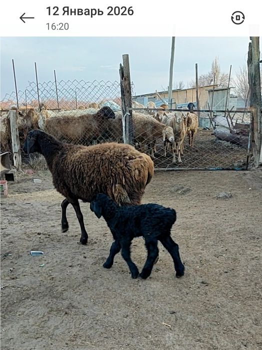 Қозылы қой овца с ягненком