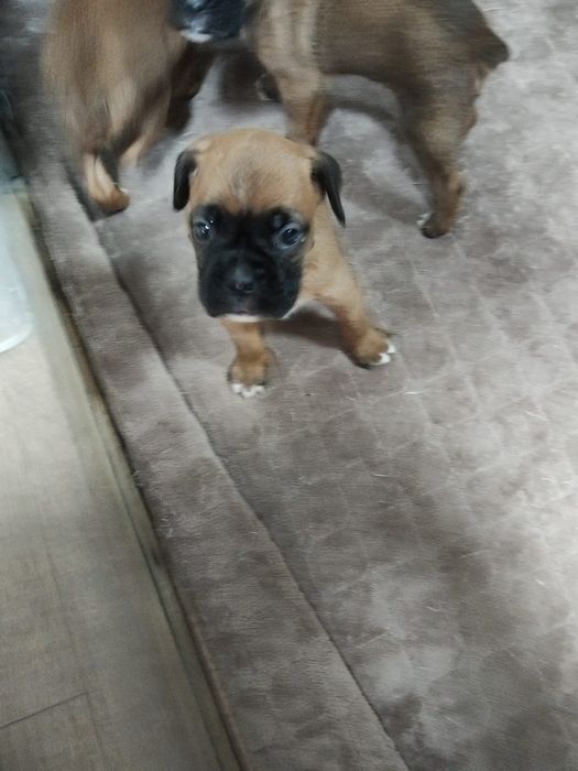 Продам щенков Боксера