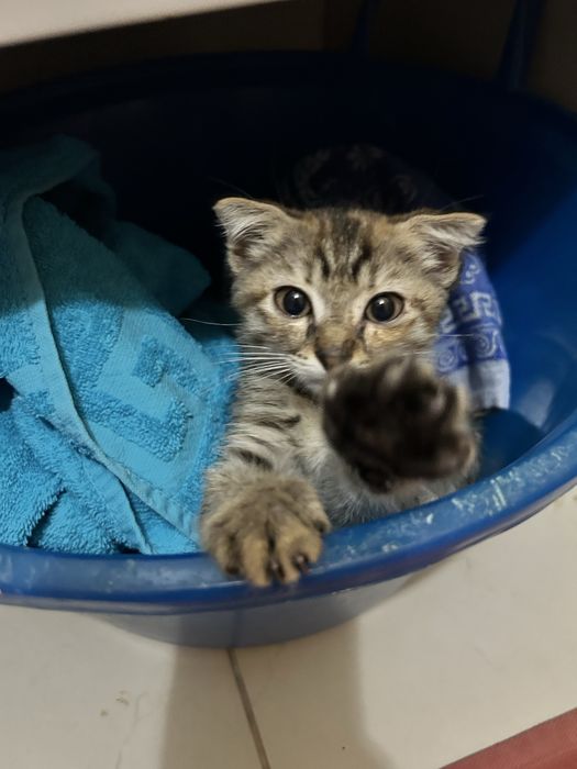 Отдам котенка бесплатно в добрые руки