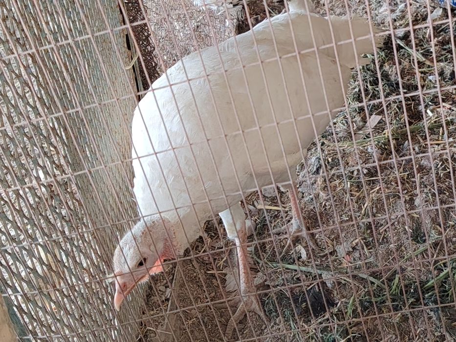 Hamasi tezda sotiladi