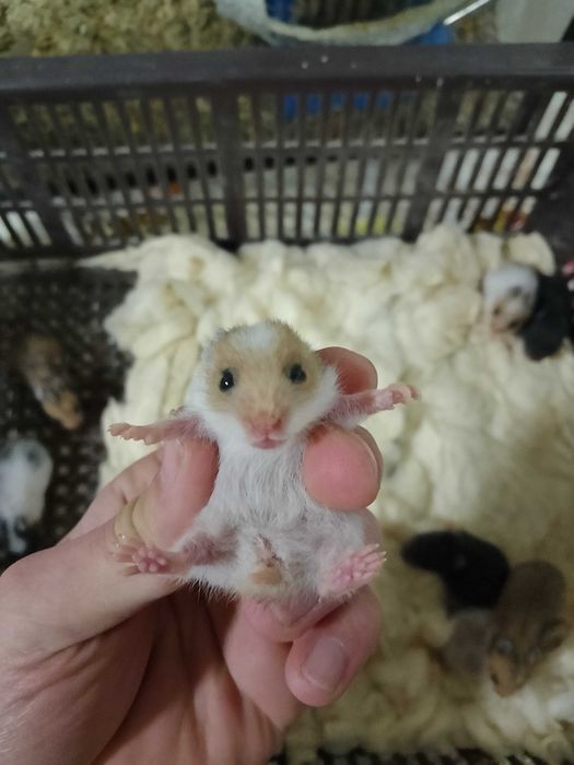 Сирийские хомяки