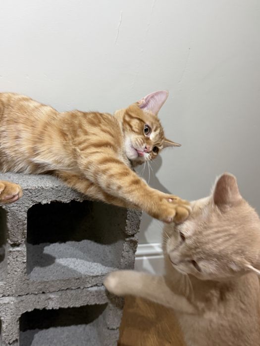 Отдам котят в добрые руки