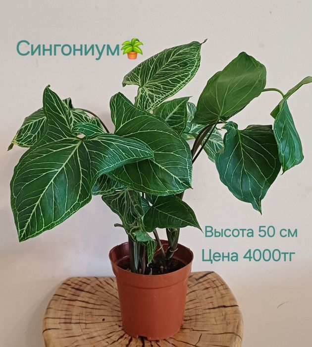 Комнатные цветы!