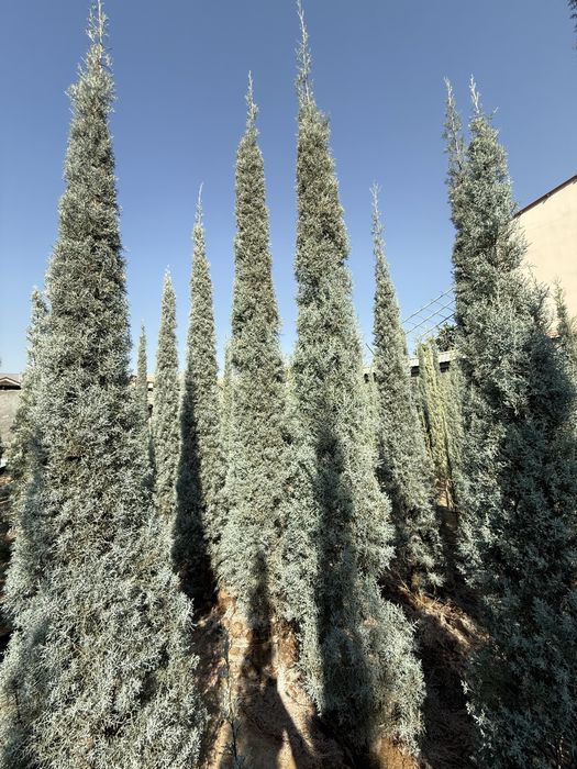 Kiparis Arizonika Archalari Sotiladi