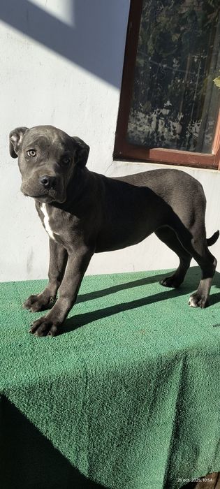 Femela Cane Corso blue