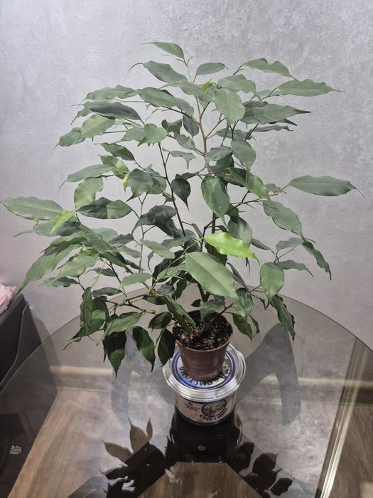 Комнатные растения