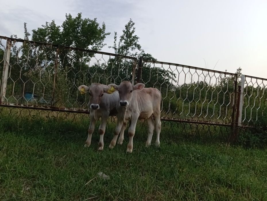 Продам бычков породы Алатау