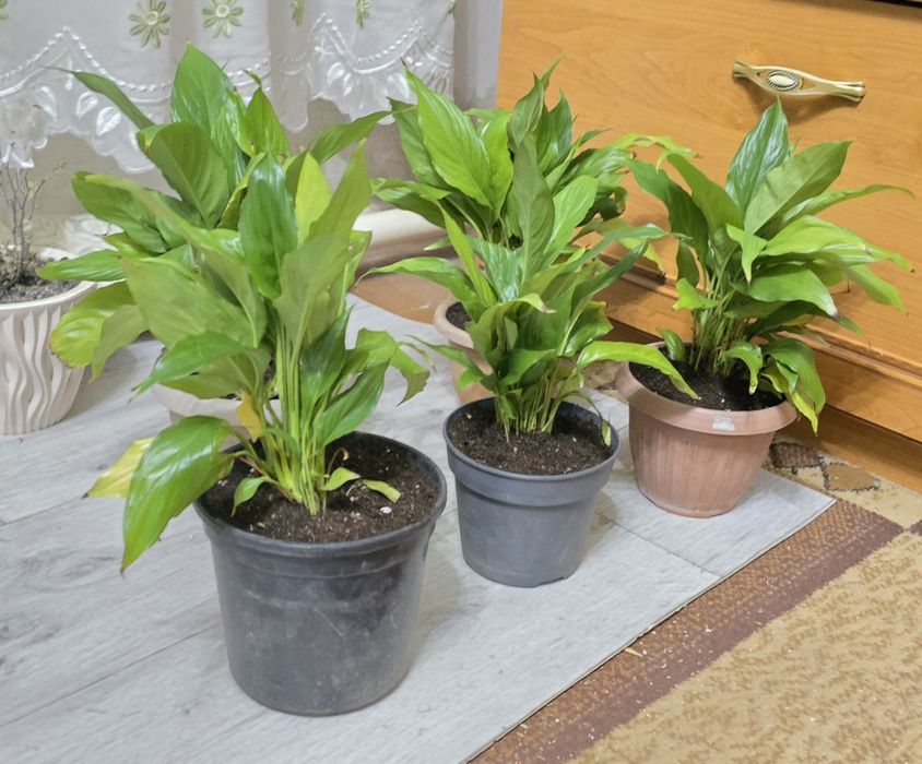 Продам цветы женское счастье.