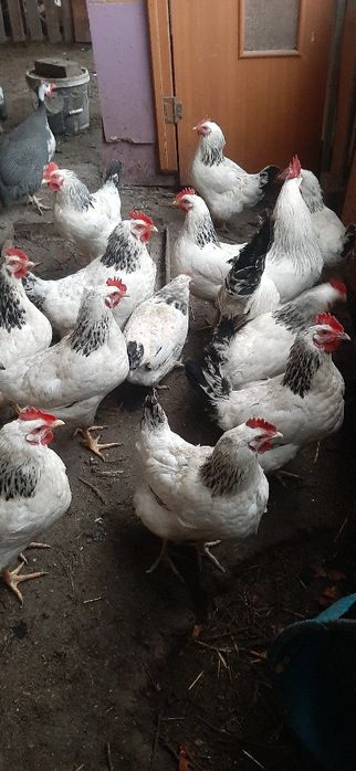 Куры Адлер серебристый