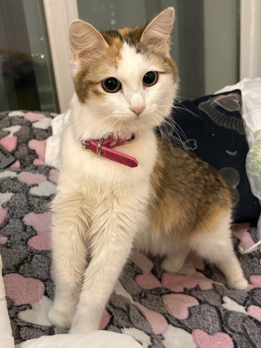 трехцветная ласковая игривая кошка отдаю