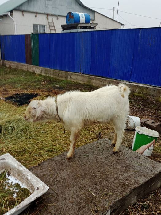 Алпенс теке сатылады