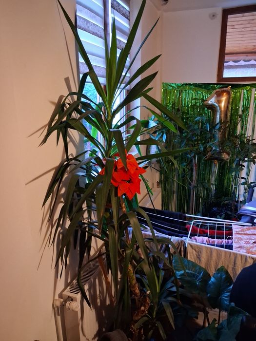 Yuca palmier si 2 pui