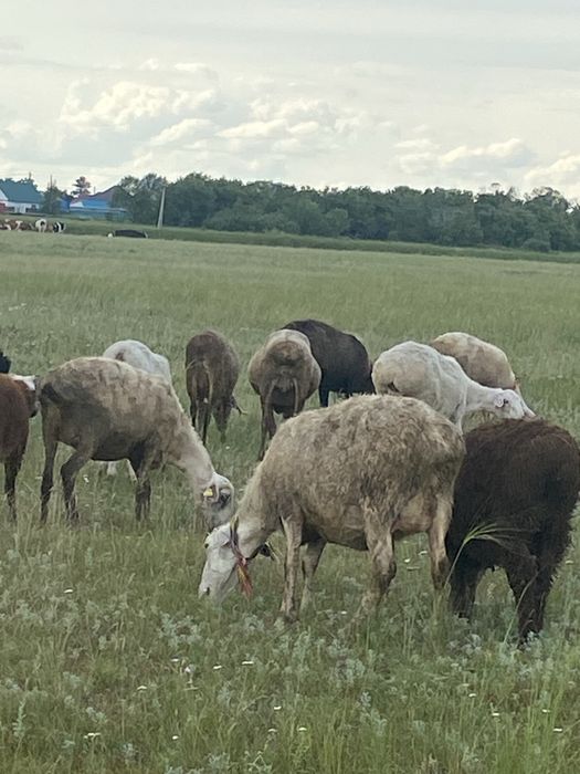 Продам баранов продам