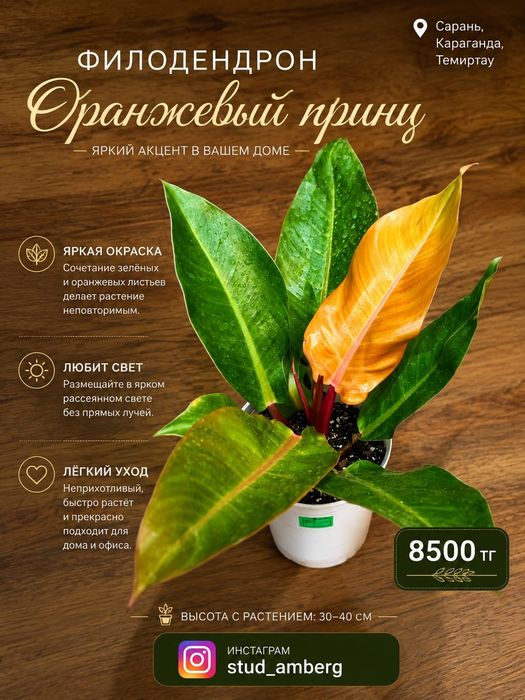 Филодендрон 1 ...